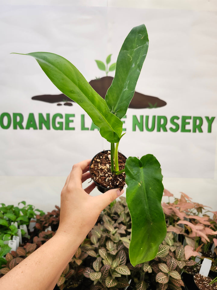 Philodendron FL Beauty x Bob Cee (3in)-431