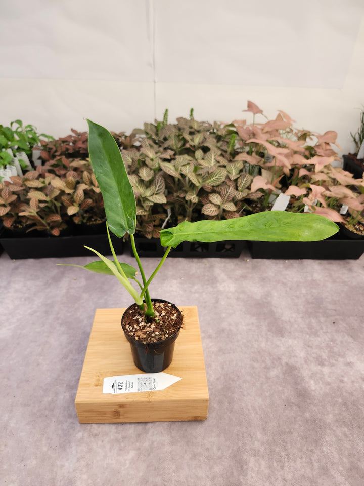 Philodendron FL Beauty x Bob Cee (3in)-432
