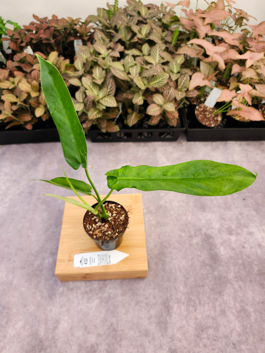 Philodendron FL Beauty x Bob Cee (3in)-432