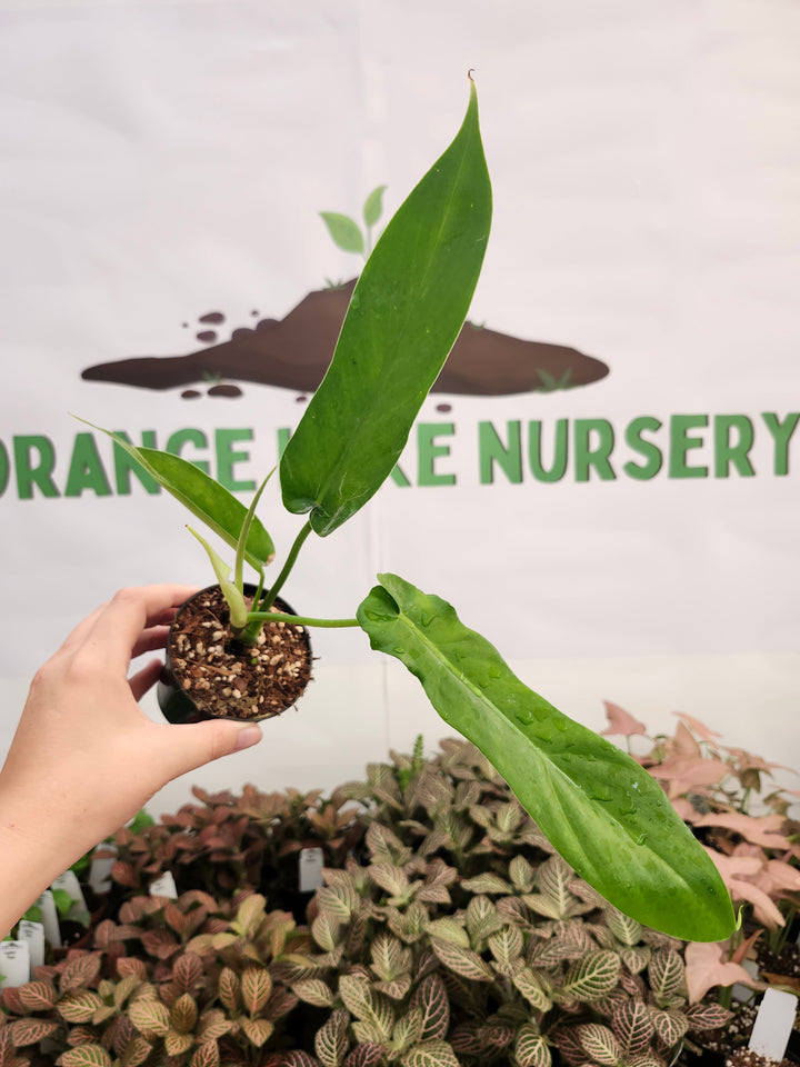 Philodendron FL Beauty x Bob Cee (3in)-432