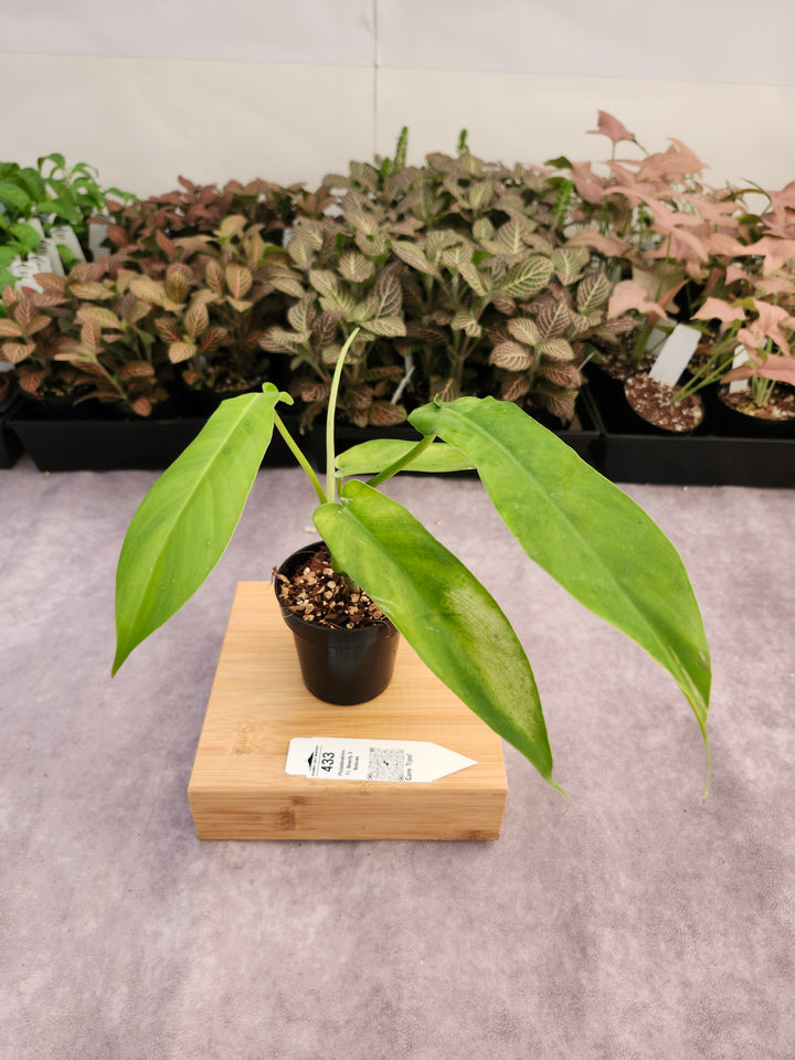 Philodendron FL Beauty x Bob Cee (3in)-433