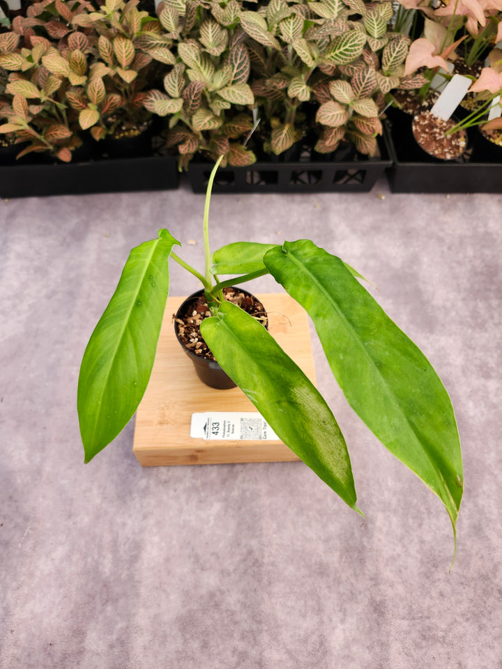 Philodendron FL Beauty x Bob Cee (3in)-433