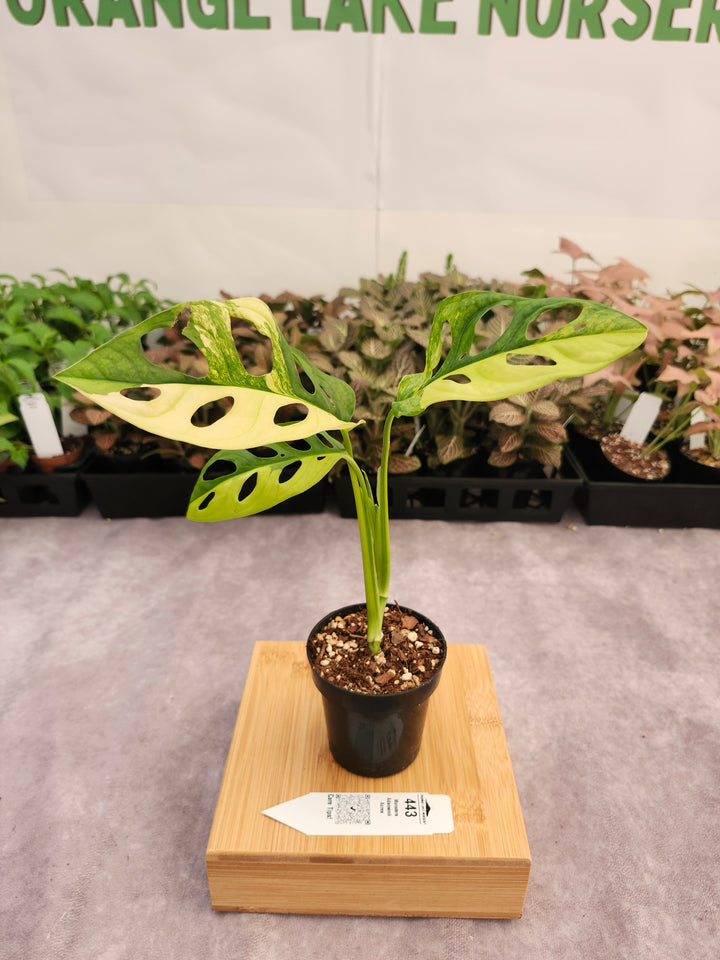 Monstera Adansonii Aurea (3in)-443