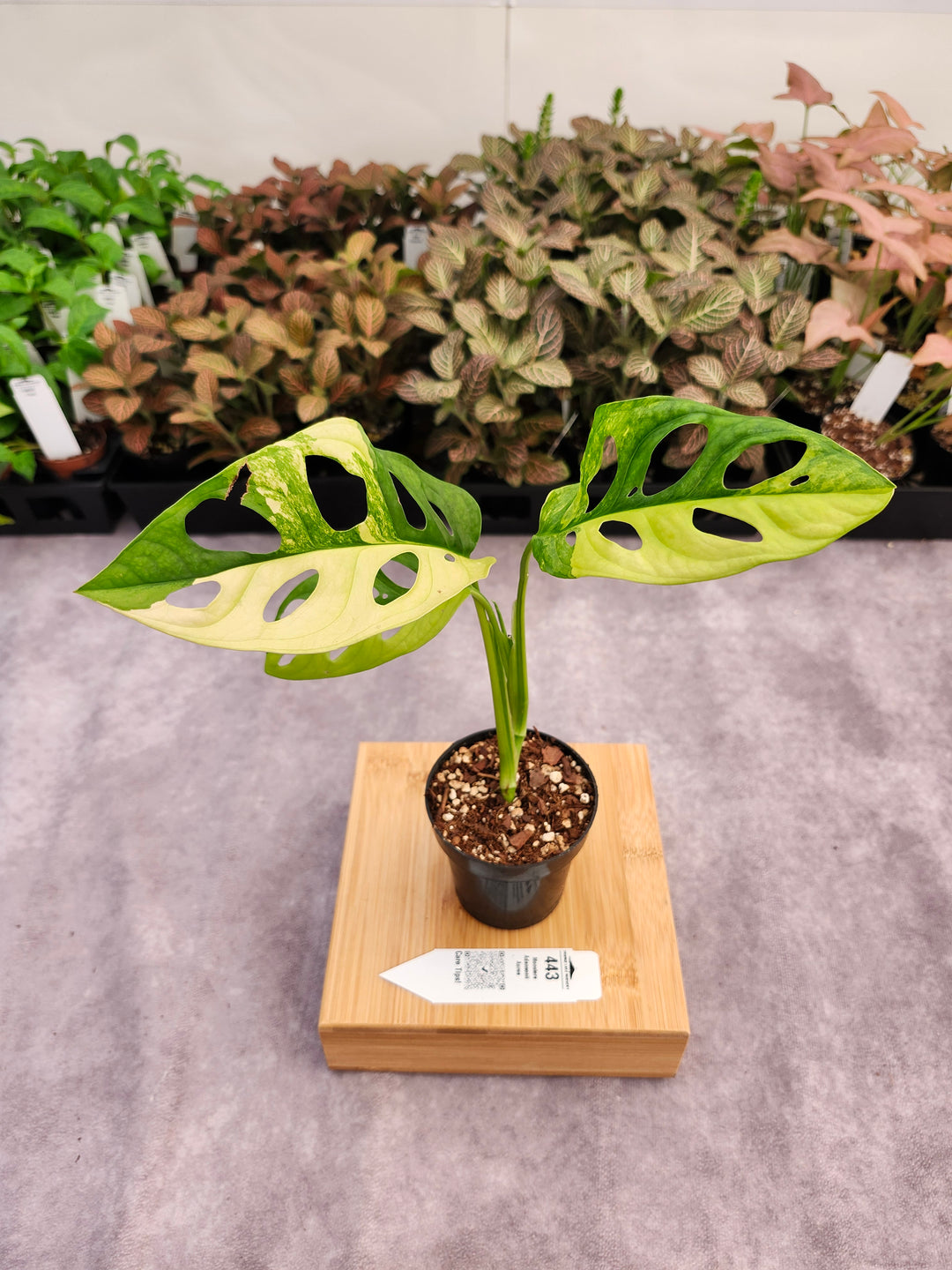 Monstera Adansonii Aurea (3in)-443