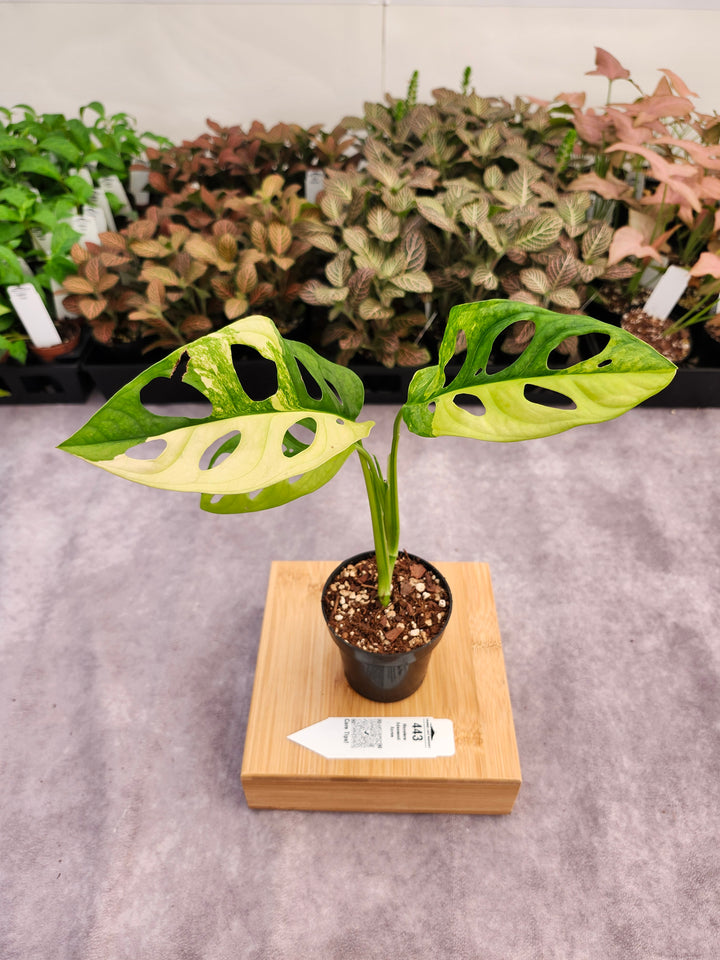 Monstera Adansonii Aurea (3in)-443