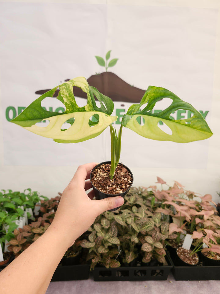 Monstera Adansonii Aurea (3in)-443