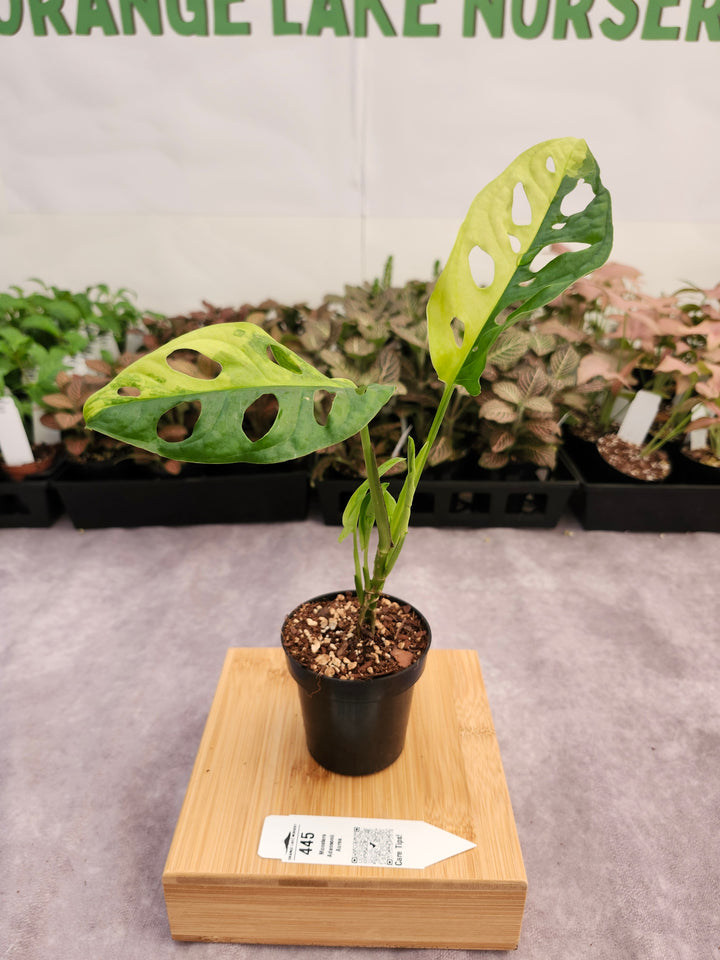 Monstera Adansonii Aurea (3in)-445