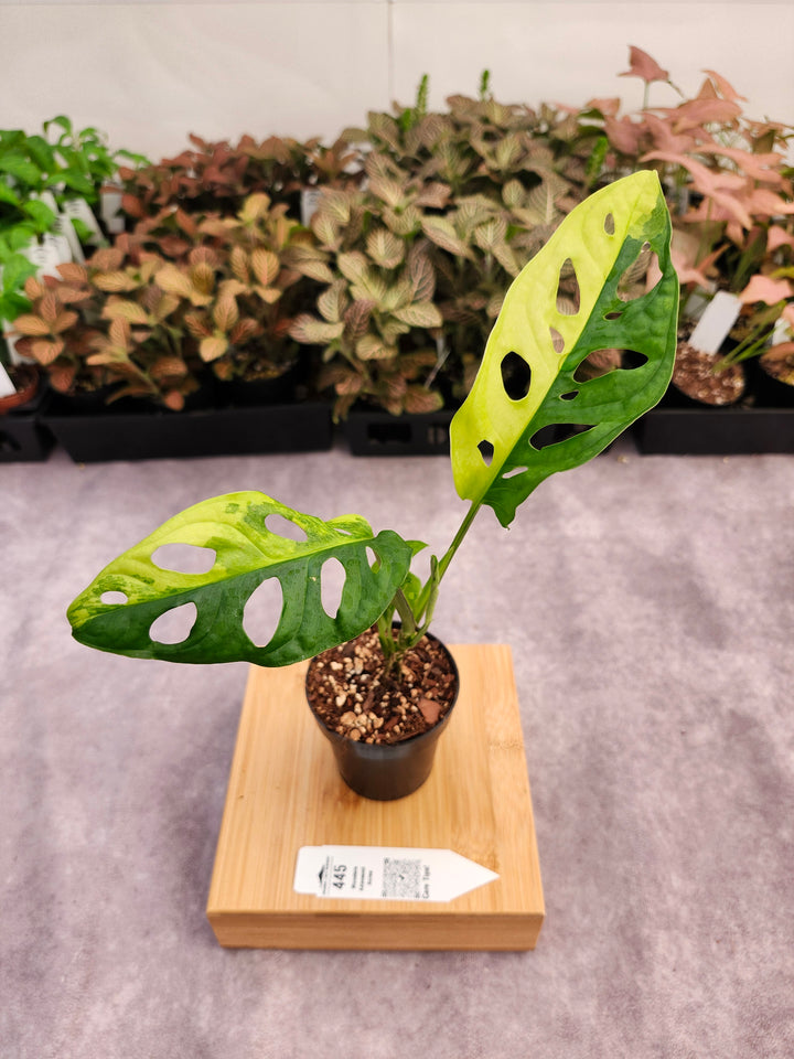 Monstera Adansonii Aurea (3in)-445
