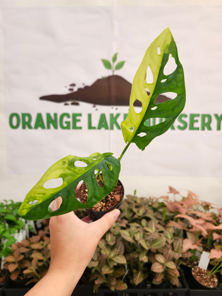 Monstera Adansonii Aurea (3in)-445