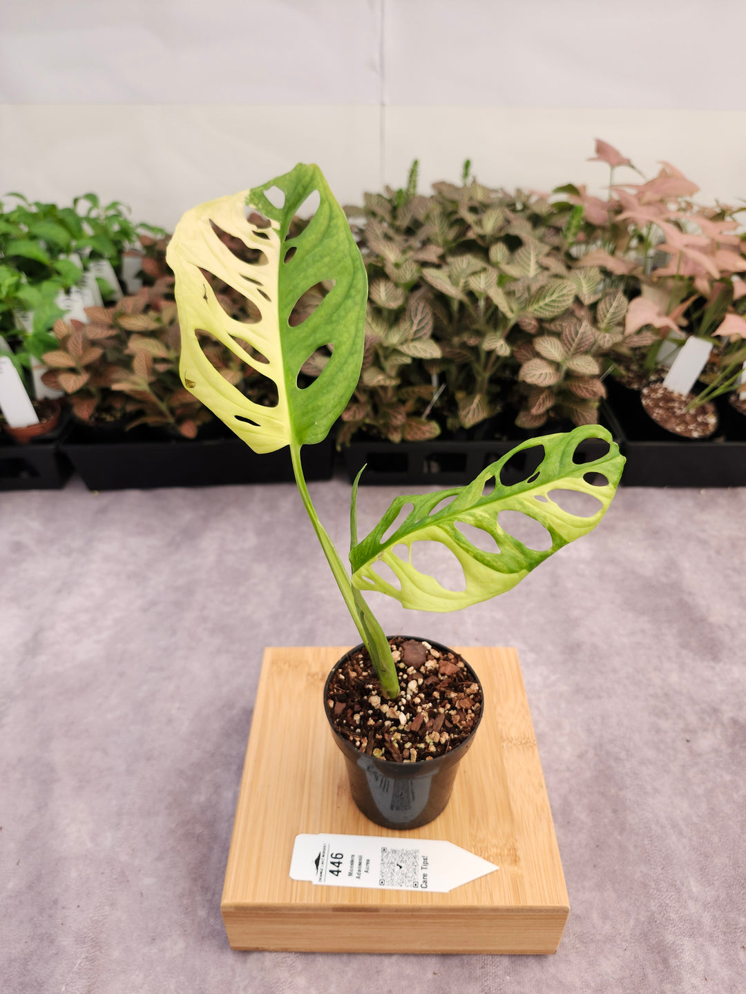 Monstera Adansonii Aurea (3in)-446