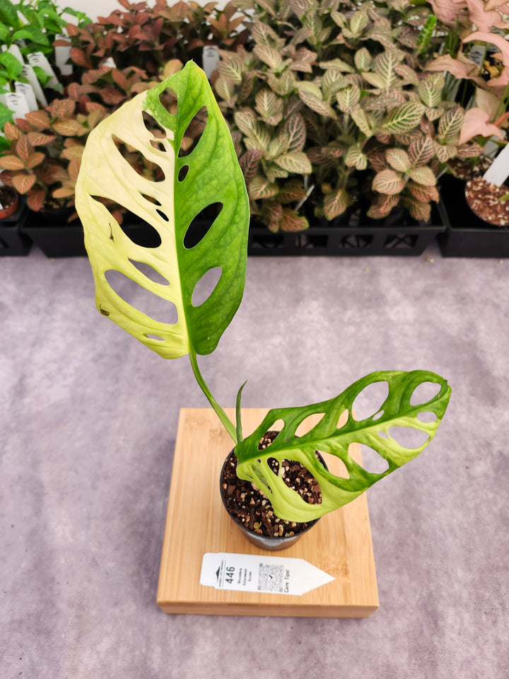 Monstera Adansonii Aurea (3in)-446