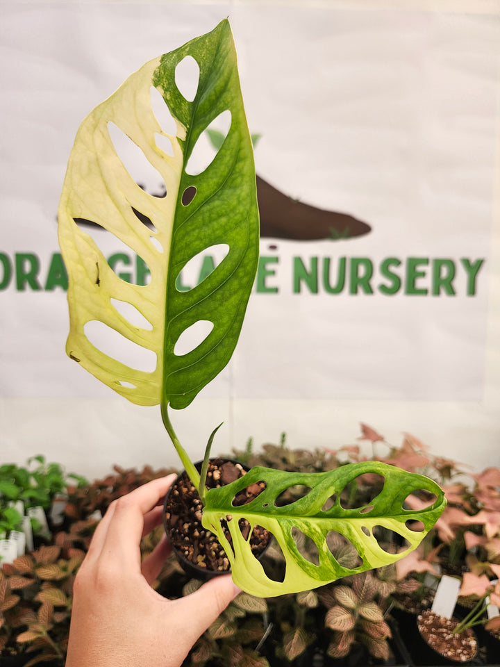 Monstera Adansonii Aurea (3in)-446