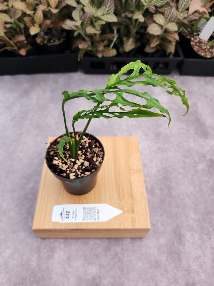 Monstera Obilqua Peru (3in)-448