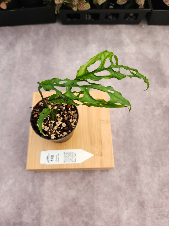 Monstera Obilqua Peru (3in)-448