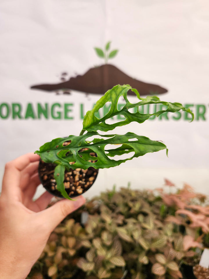Monstera Obilqua Peru (3in)-448