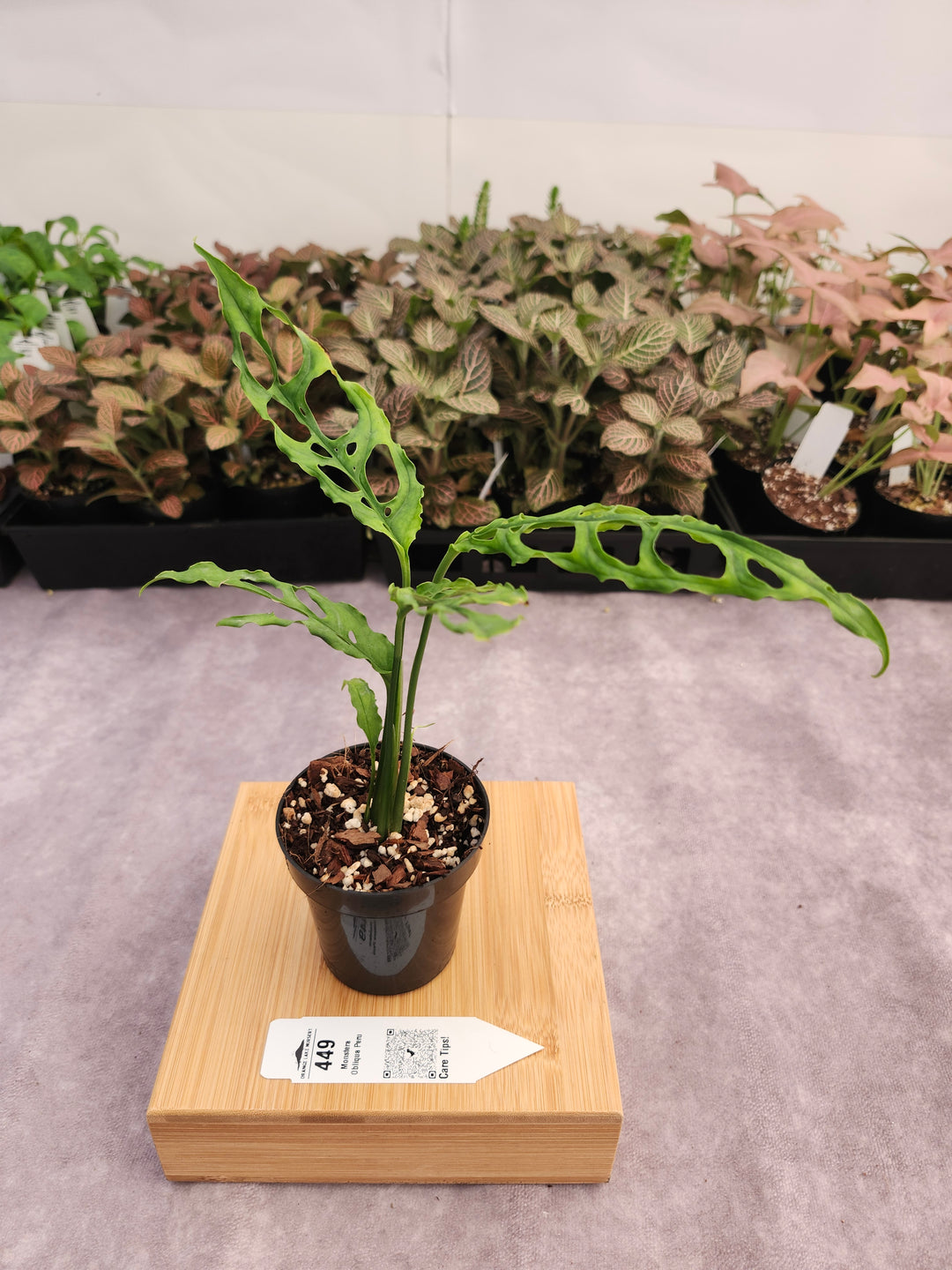 Monstera Obilqua Peru (3in)-449