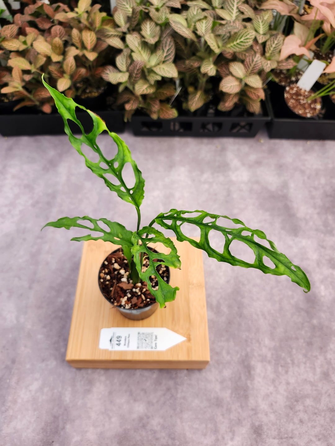 Monstera Obilqua Peru (3in)-449