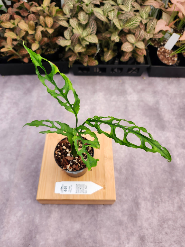 Monstera Obilqua Peru (3in)-449