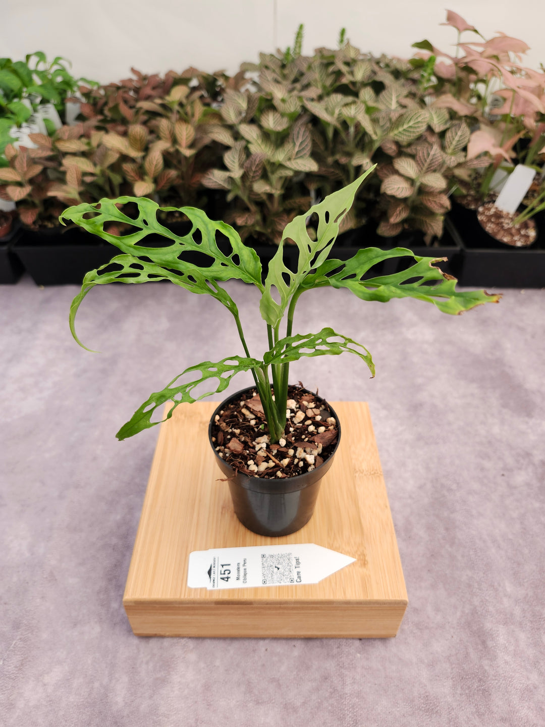 Monstera Obilqua Peru (3in)-451