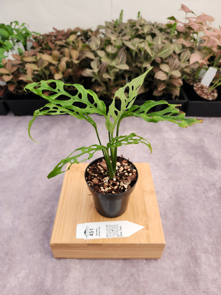 Monstera Obilqua Peru (3in)-451