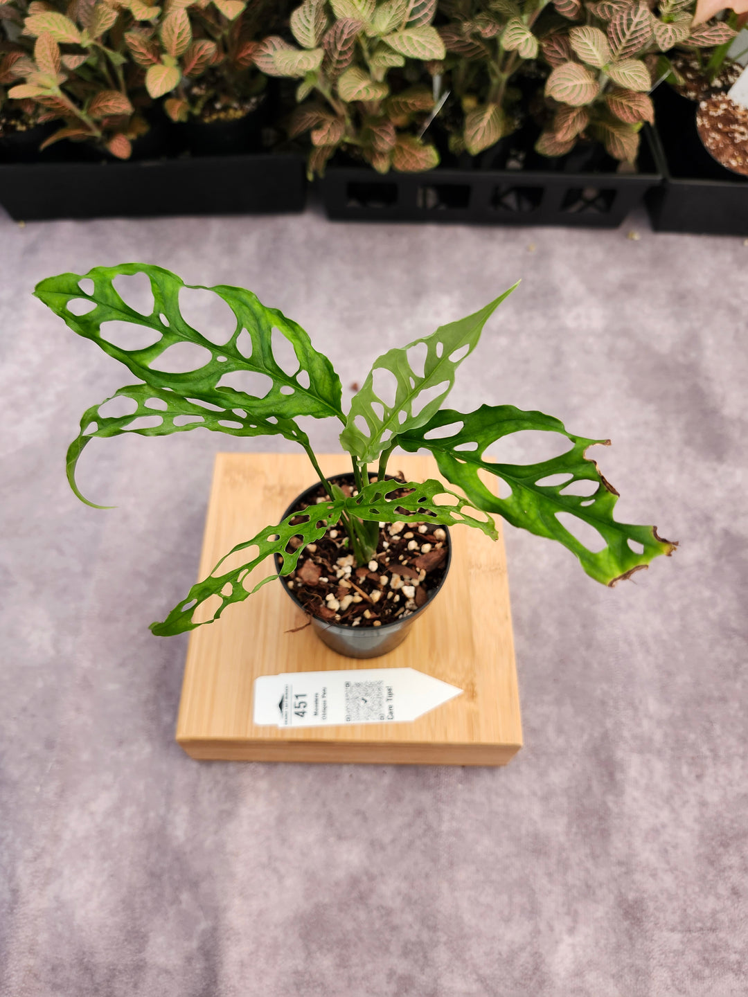 Monstera Obilqua Peru (3in)-451