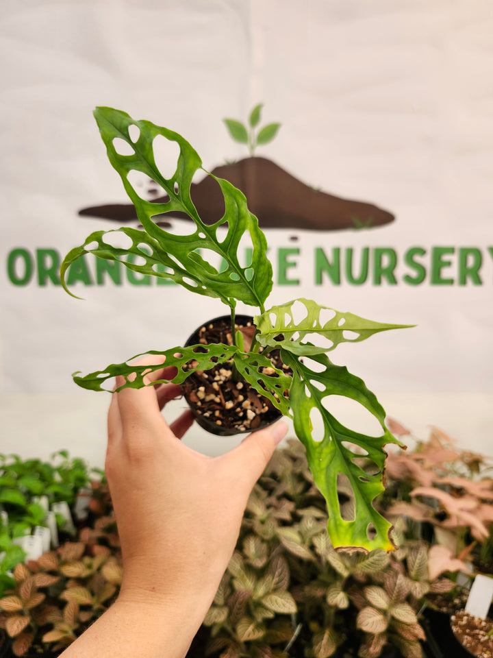 Monstera Obilqua Peru (3in)-451