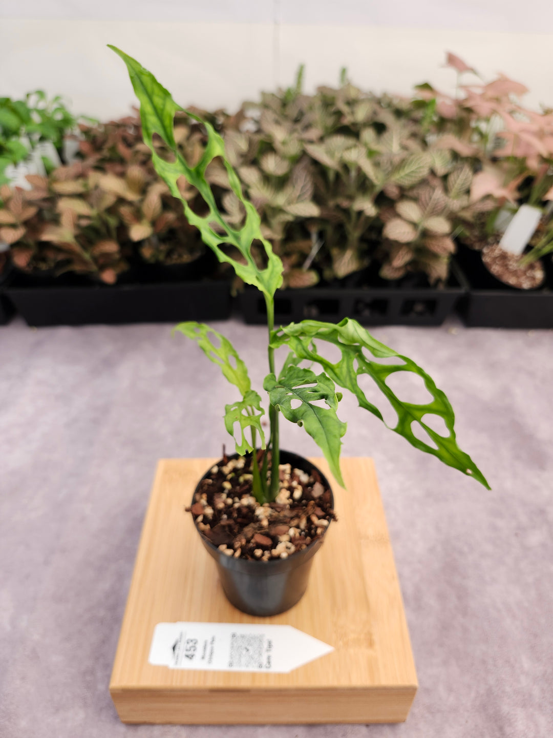 Monstera Obilqua Peru (3in)-453