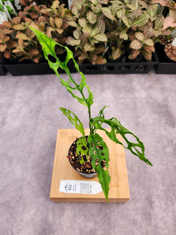 Monstera Obilqua Peru (3in)-453
