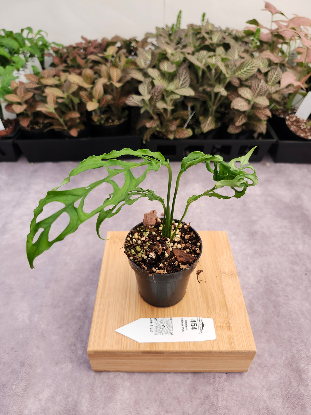 Monstera Obilqua Peru (3in)-454