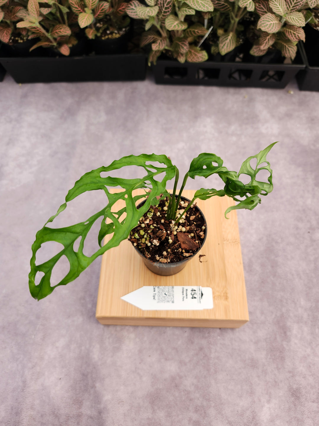 Monstera Obilqua Peru (3in)-454