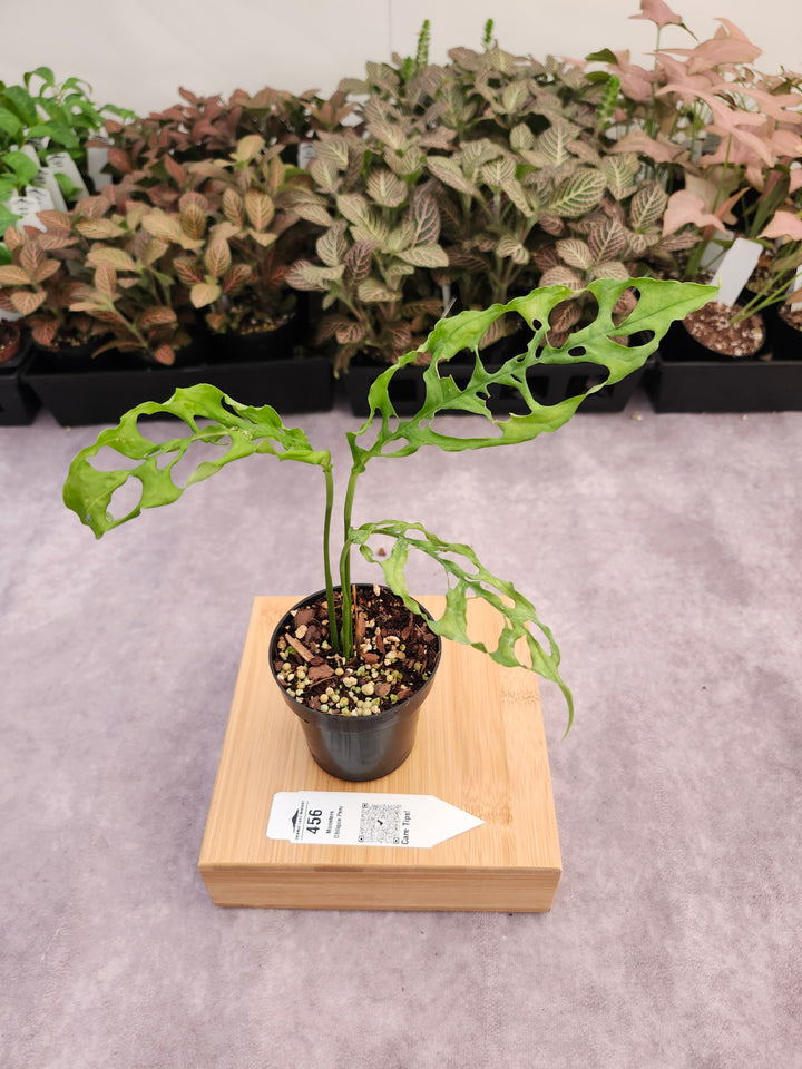 Monstera Obilqua Peru (3in)-456