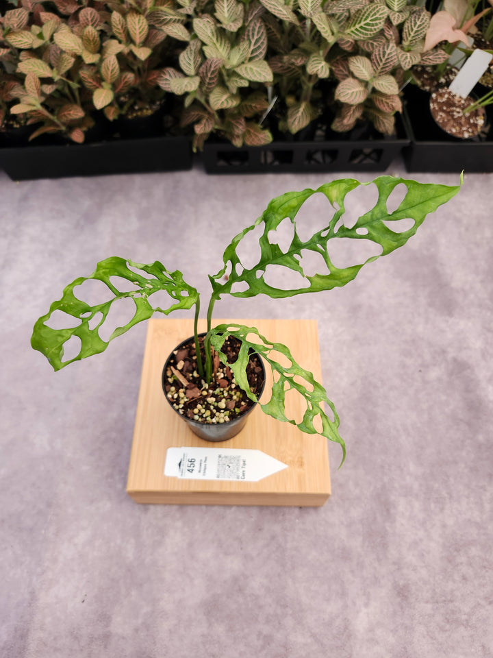 Monstera Obilqua Peru (3in)-456