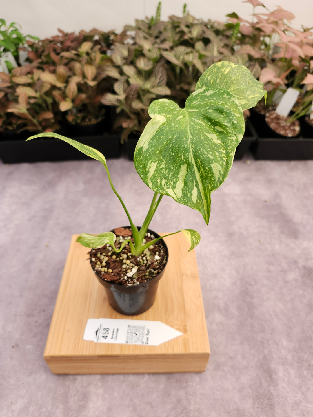Monstera Electrolyte (3in)-458