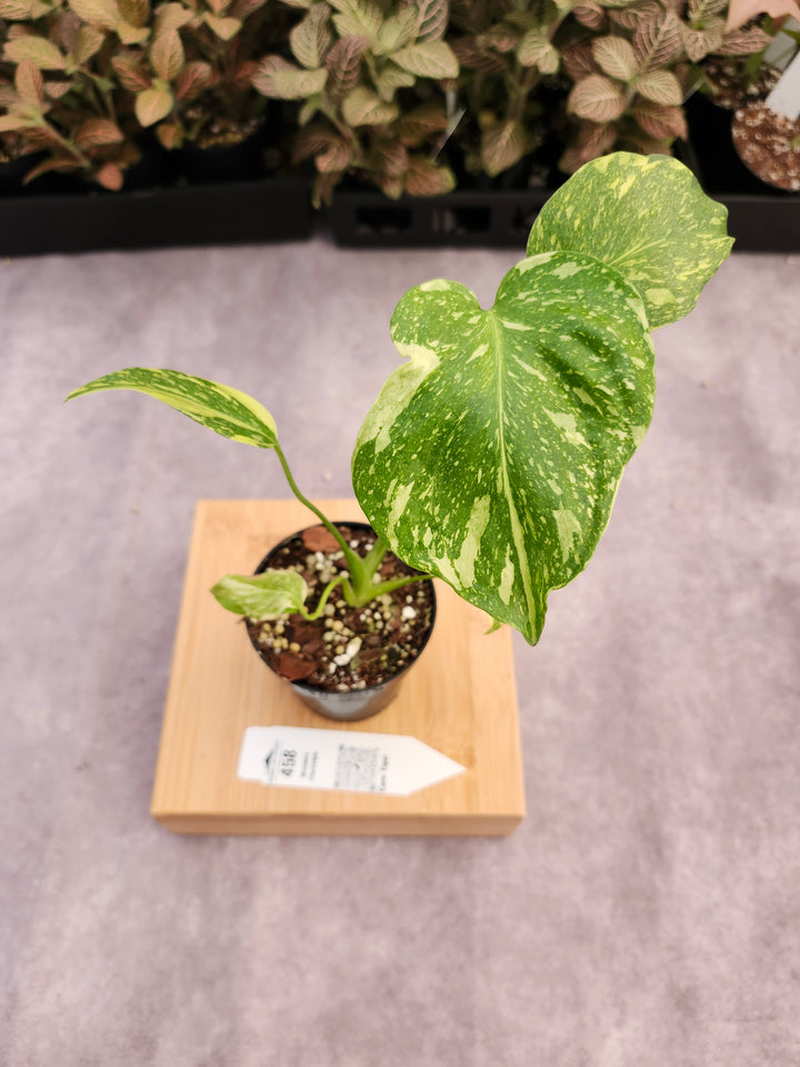 Monstera Electrolyte (3in)-458