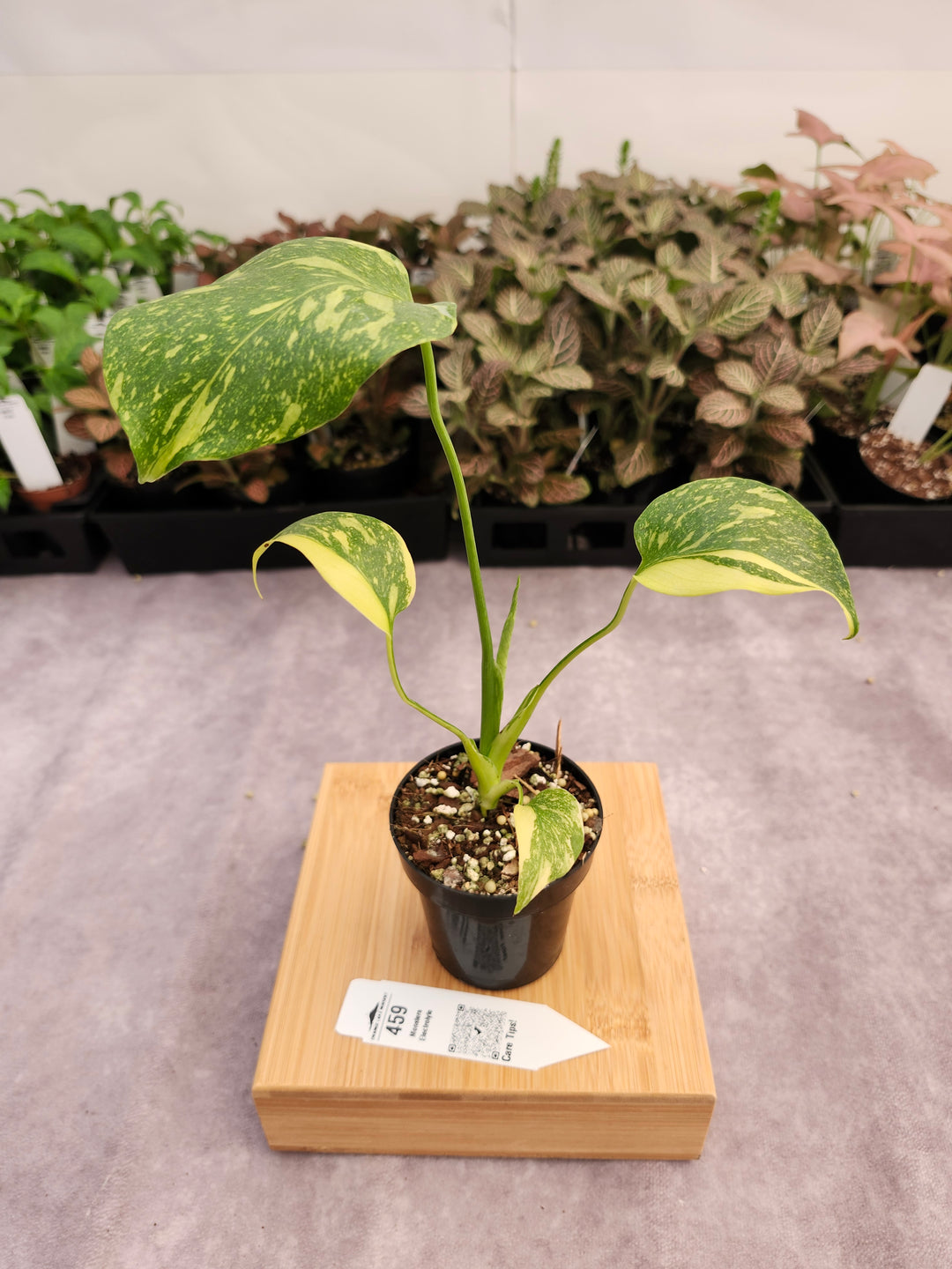 Monstera Electrolyte (3in)-459