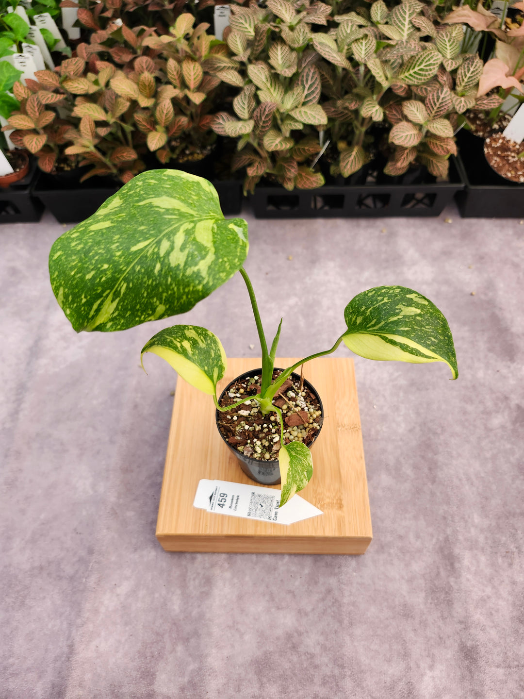 Monstera Electrolyte (3in)-459