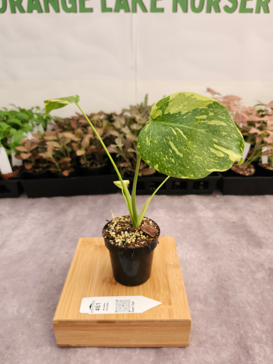 Monstera Electrolyte (3in)-461