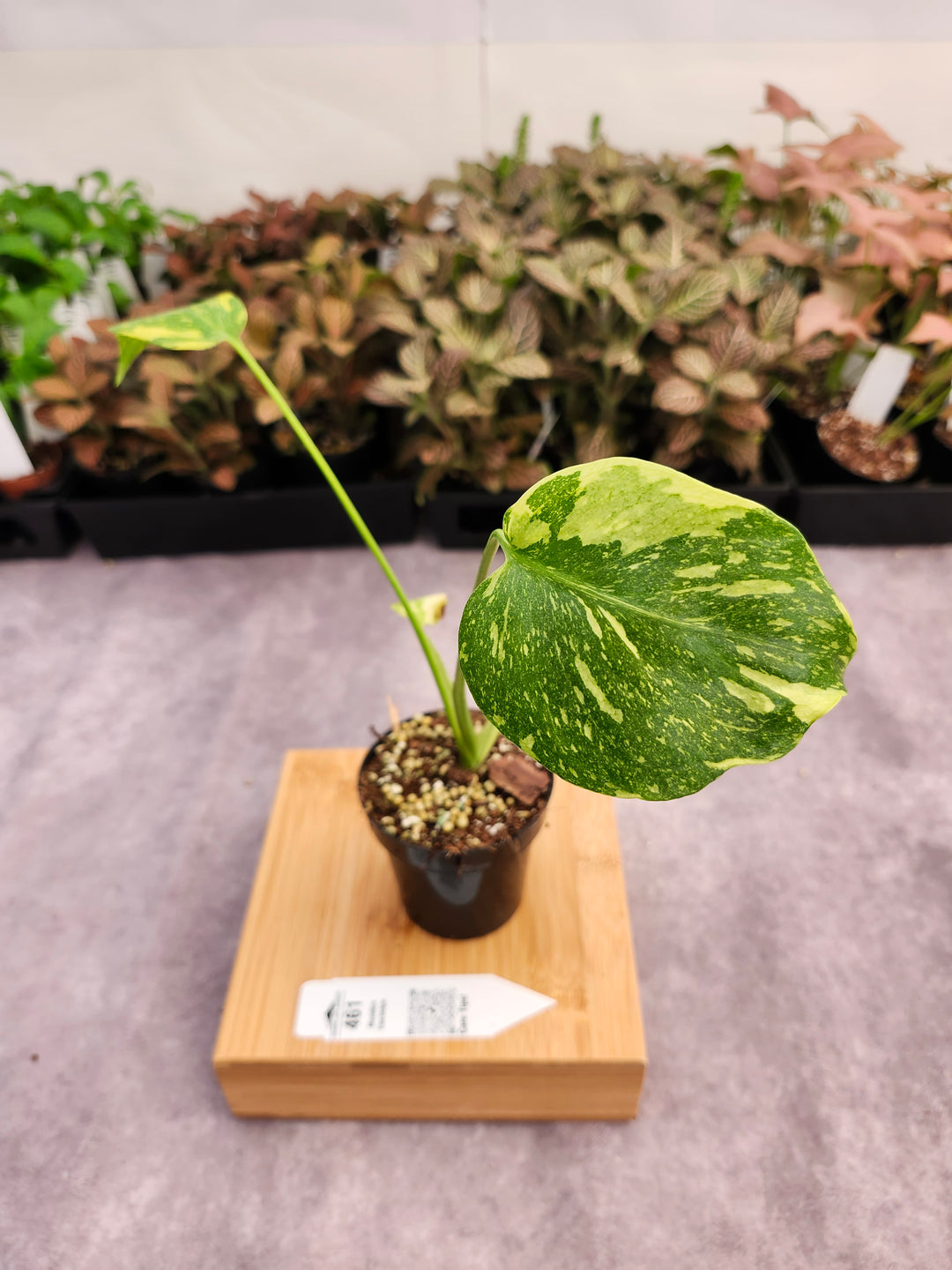 Monstera Electrolyte (3in)-461