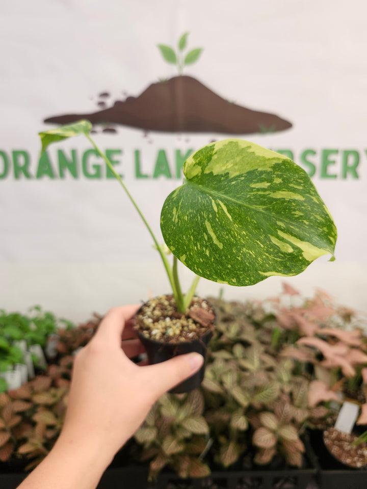 Monstera Electrolyte (3in)-461