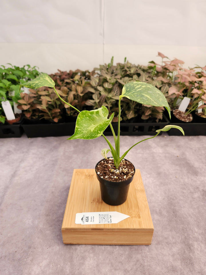 Monstera Electrolyte (3in)-464