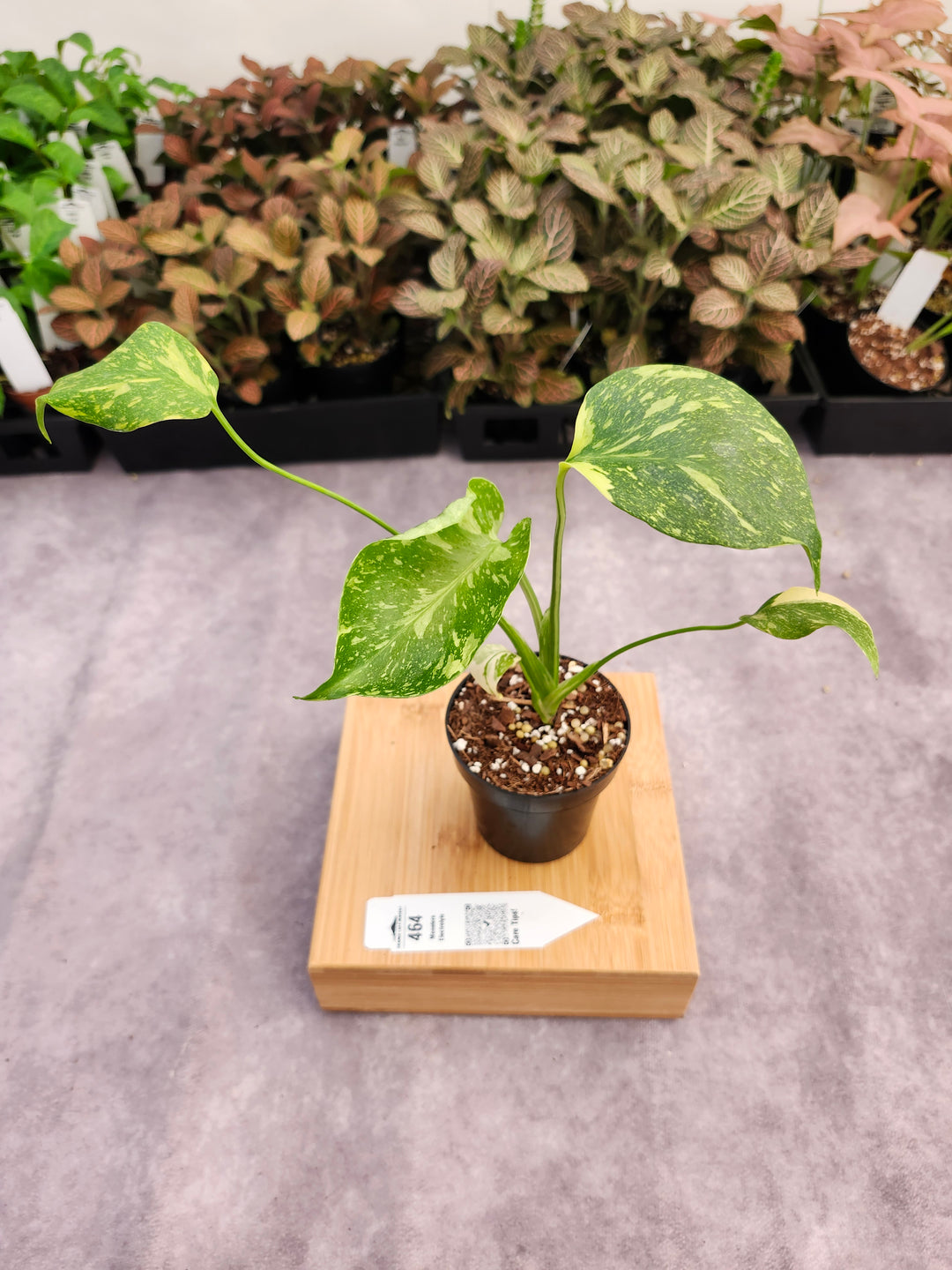 Monstera Electrolyte (3in)-464