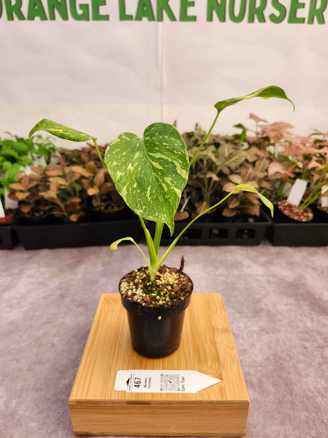 Monstera Electrolyte (3in)-467