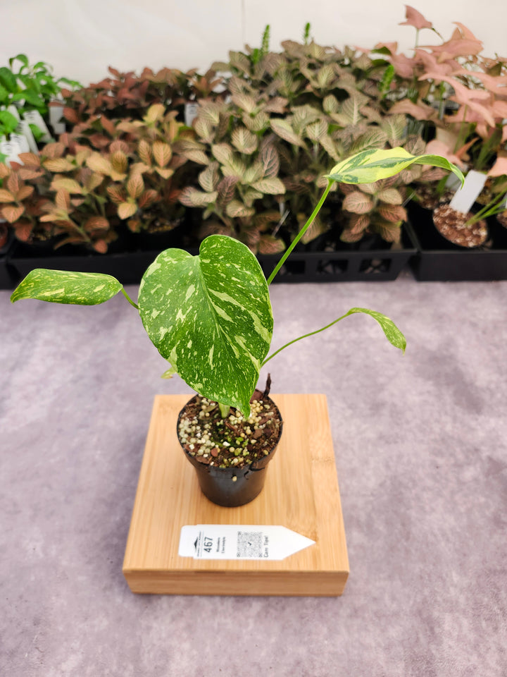 Monstera Electrolyte (3in)-467