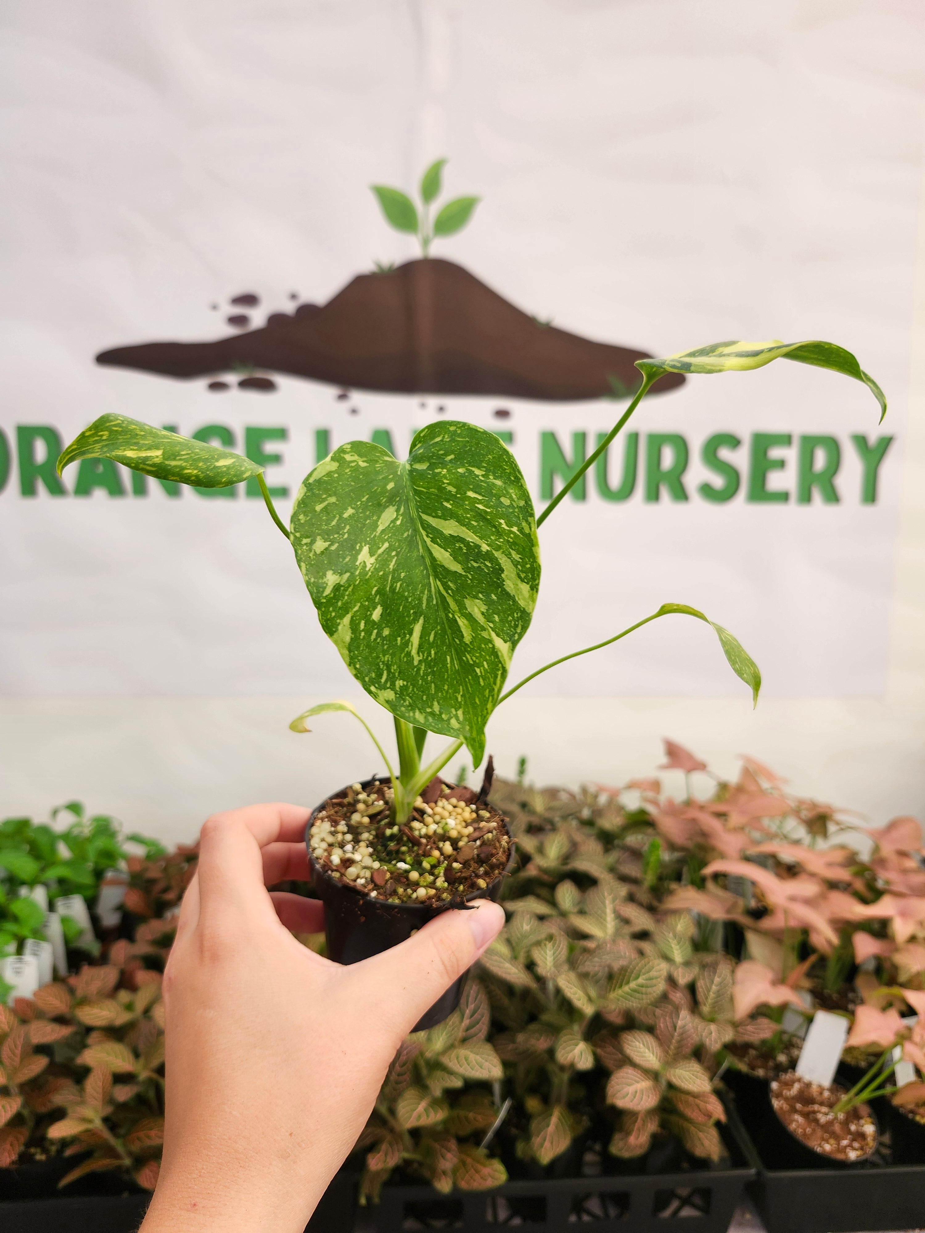 Monstera Electrolyte (3in)-467 – Orange Lake Nursery