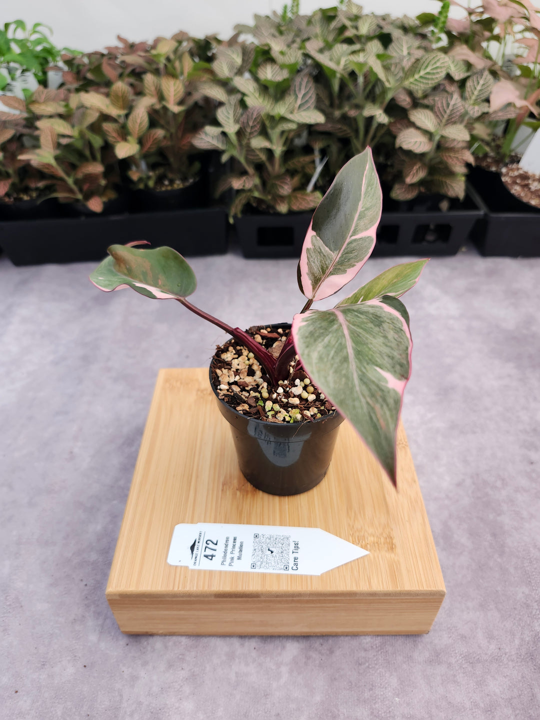 Philodendron Pink Princess Mutation (3in)-472