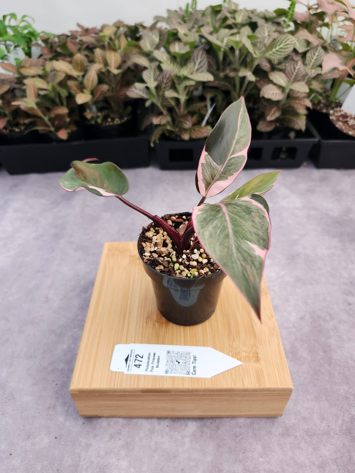 Philodendron Pink Princess Mutation (3in)-472