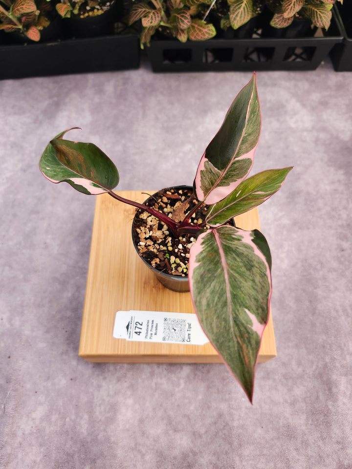 Philodendron Pink Princess Mutation (3in)-472