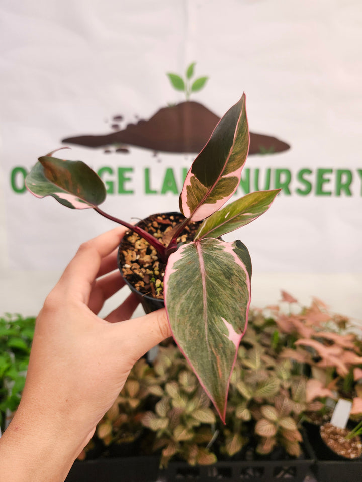 Philodendron Pink Princess Mutation (3in)-472