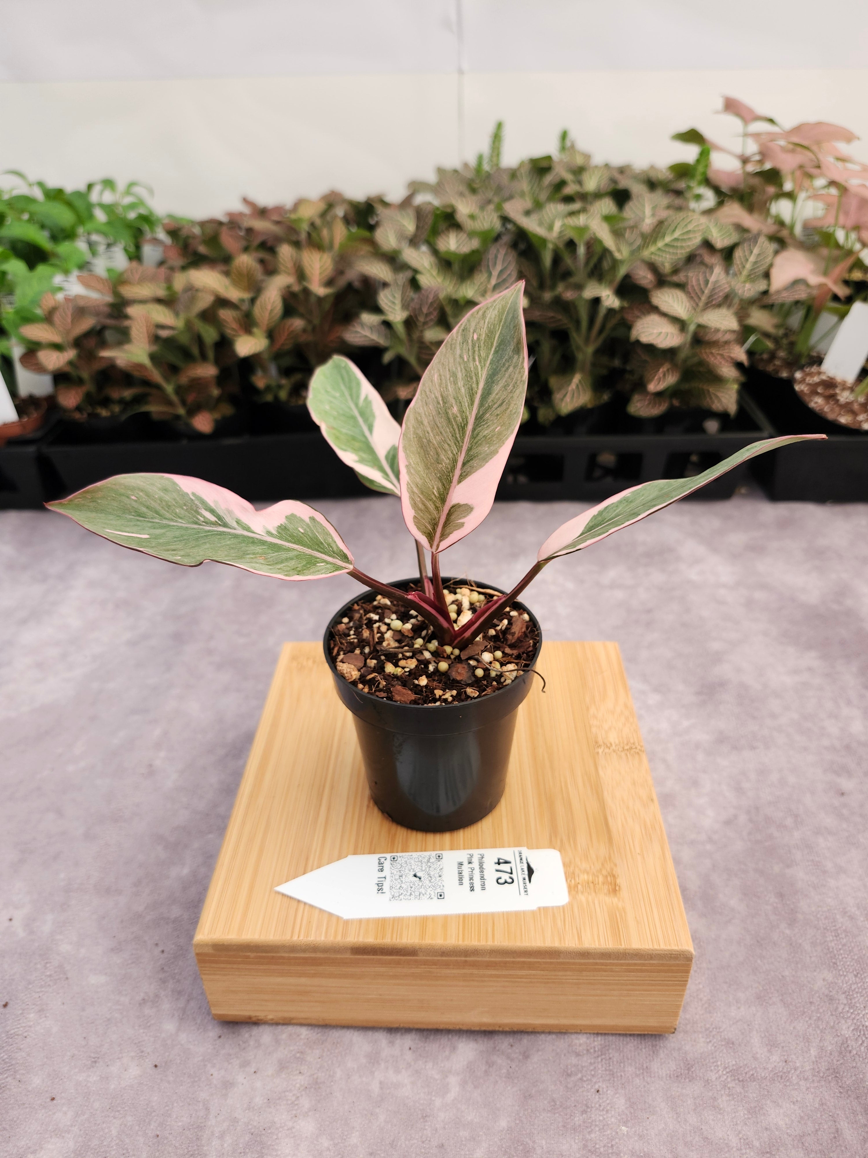 Philodendron Pink Princess Mutation (3in)-473 – Orange Lake Nursery