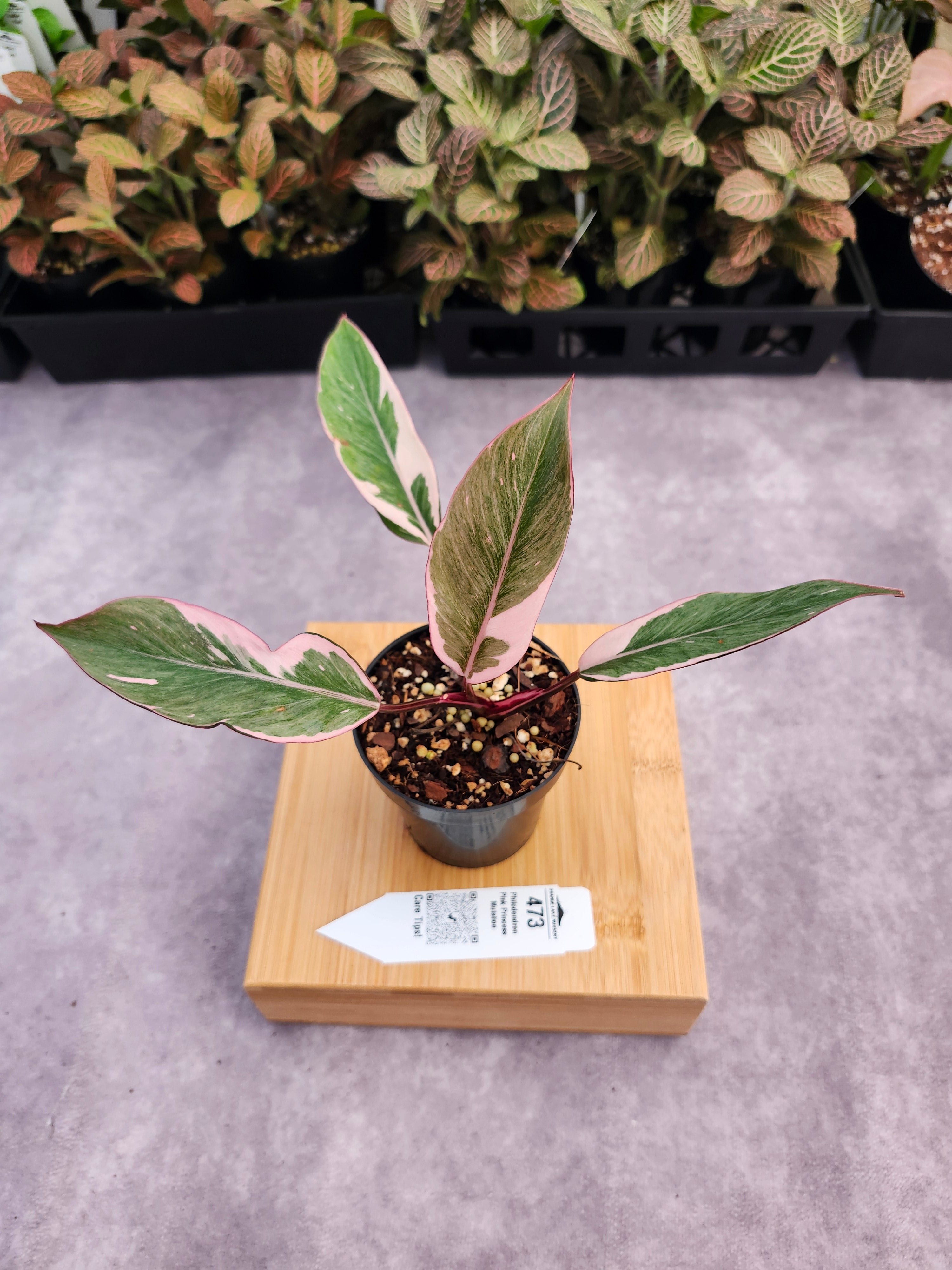 Philodendron Pink Princess Mutation (3in)-473 – Orange Lake Nursery